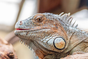 close up of iguana