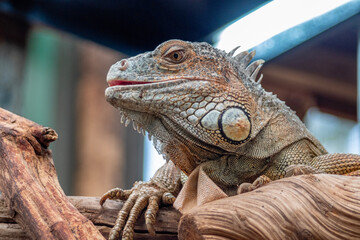 iguana on a branch