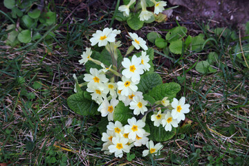 Schl&uuml;sselblume, Primel, Fr&uuml;hling, Bl&uuml;ten, Blumen