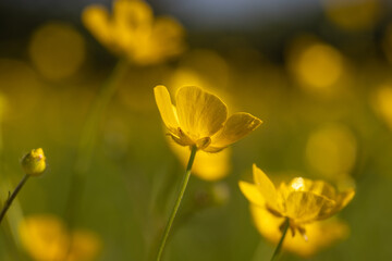 Pretty buttercups in springtime, with a shallow depth of field