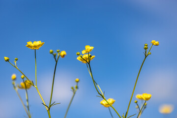 Pretty yellow buttercup flowers against a blue sky, with selective focus