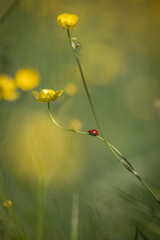 A ladybird climbing up the stem of a buttercup, on a sunny spring day