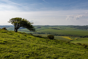 A hawthorn tree on a hillside in the South Downs, on a spring day