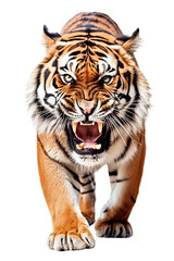 Obraz premium Tiger Image for Stickers, T-Shirt Print, Cap, Mug, Slippers, Mousepad, with Transparent Background PNG