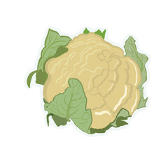 illustration of a cabbage