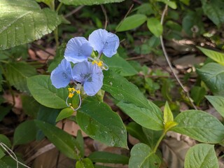 Blue Blossom Beauty: A captivating blue flower blooms gracefully, its petals unfurling like delicate ribbons in the breeze. Against a backdrop of verdant foliage, this striking blossom evokes a sense 