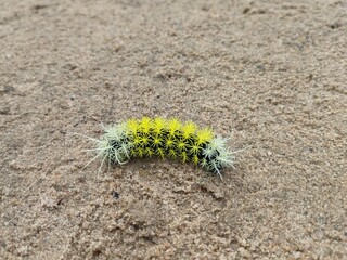 Fire Caterpillar: A striking fire caterpillar crawls along a leaf, its vibrant red and orange hues...