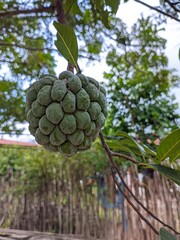 Brazilian Ata Fruit: A close-up of the exotic Ata, or Pinha, fruit with its textured green skin and...