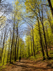 Fototapeta premium Bosque