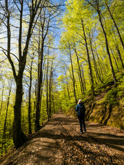 Fototapeta premium Bosque