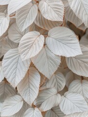 Texture leaves closeup background plant abstract autumn white foliage nature fall