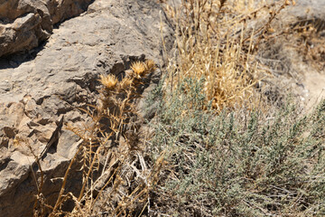 Resilient Life: Tiny Plant Thriving on Desert Rock