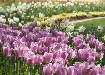 purple and white tulips