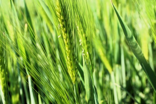 Gr&uuml;nes Weizenfeld bei Sonne am Nachmittag im Fr&uuml;hling