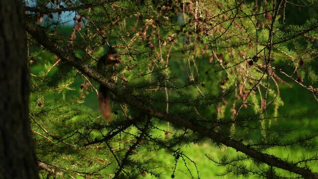 Red squirrel on tree in park, in a natural environment.