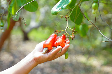 Cashew fruit in the hands of farmers. The fruit looks like rose apple or pear. The young fruit is green. When ripe, it turns red-orange. At the end of the fruit there is a seed, shaped like a kidney.