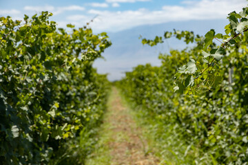 Serene Trail: A Journey Through the Armenian Vineyards