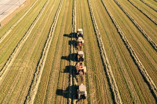 tractors  harvesting alfalfa