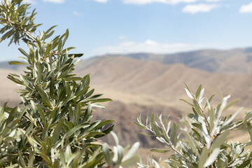 Majestic Olive Tree Standing Tall Amidst Armenias Mountainous Beauty