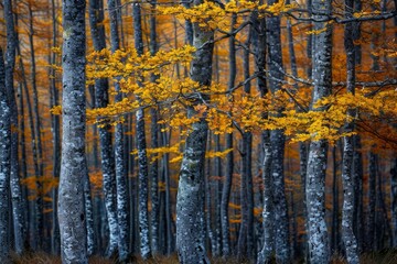 Abstract background of trees with golden leaves growing in woods in fall season in ordesa national...