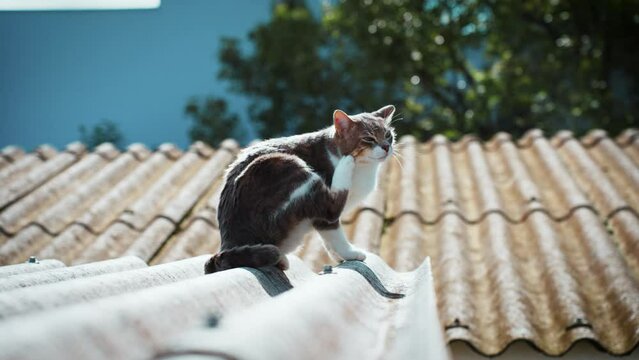 Gato feliz no telhado Slow motion 4K. gato se co&ccedil;ando