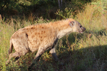 Tüpfelhyäne / Spotted hyaena / Crocuta crocuta