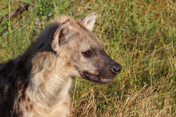Tüpfelhyäne / Spotted hyaena / Crocuta crocuta...