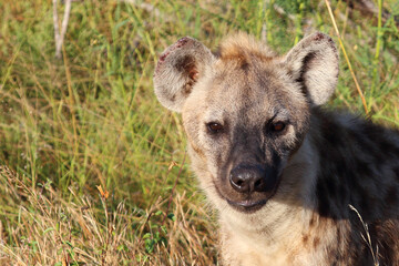 T&uuml;pfelhy&auml;ne / Spotted hyaena / Crocuta crocuta...