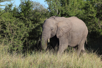 Fototapeta premium Afrikanischer Elefant / African elephant / Loxodonta africana
