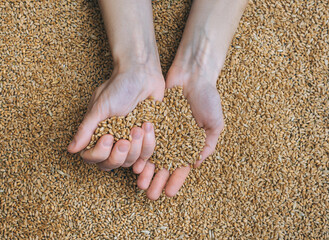 Two female hands hold many grains of wheat in a handful of palms and sprinkle them. The concept of...