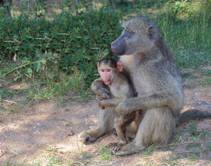 Bärenpavian / Chacma baboon / Papio ursinus