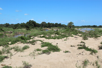 Afrikanischer Busch - Krügerpark - Sabie River / African Bush - Kruger Park - Sabie River /