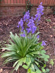 flowers in the garden