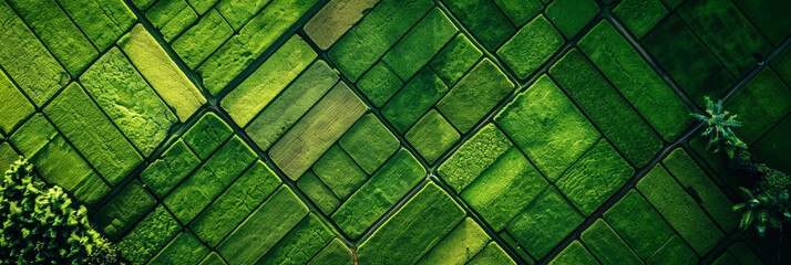 Aerial view of rice fields in green, top down view, bright daylight, natural light