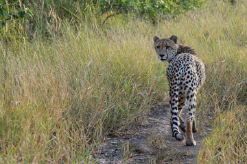 Gepard / Cheetah / Acinonyx jubatus © Ludwig