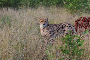 Gepard / Cheetah / Acinonyx jubatus © Ludwig