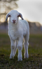 Young white sheep lamb on a pasture