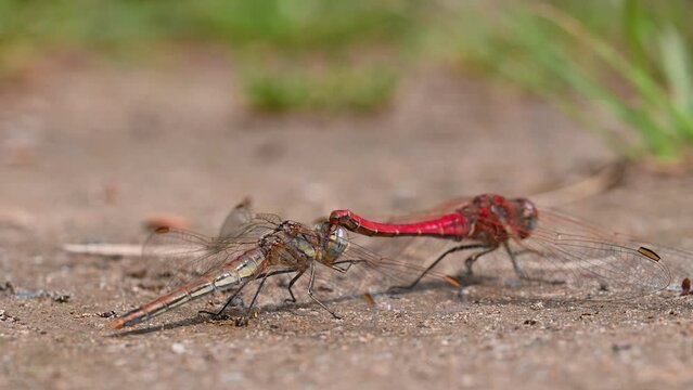 sympetrum fonscolombii libelulas apareandose