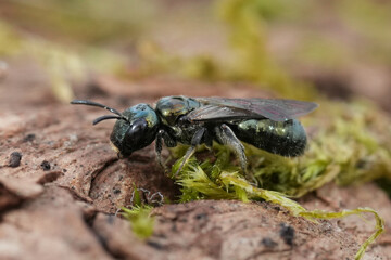 Closeup on an small emerald green metallic small carpenter bee, Zadontomerus species , Ceratina...