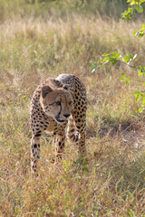 Gepard / Cheetah / Acinonyx jubatus
