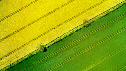 A drone point of view of a Canola and wheat field together