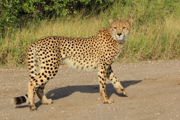 Gepard / Cheetah / Acinonyx jubatus © Ludwig