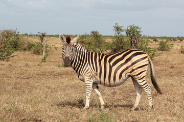 Steppenzebra / Burchell's zebra / Equus quagga burchellii.