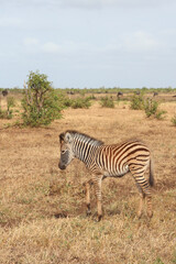 Steppenzebra / Burchell's zebra / Equus quagga burchellii.