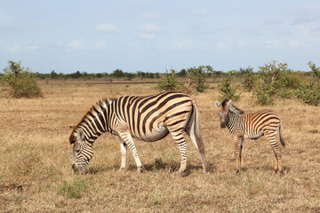 Steppenzebra / Burchell's zebra / Equus quagga burchellii..
