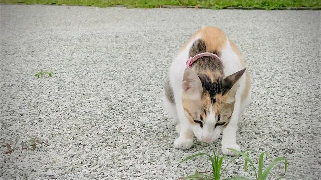 Portrait cat, Thai cat is a cute cat and a funny, good-humored .They look cute and are good pets, easy to raise as pets. It is a playful, affectionate pet ,cat it is a funny animal