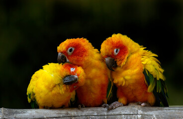 Three beautiful yellow parrots
