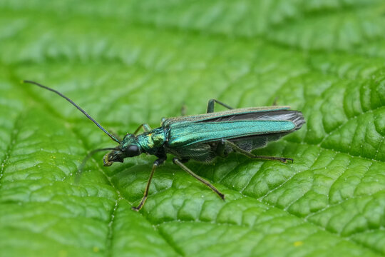 Closeup on a colorful metallic green Flase blister beetle, Oedemera lurida on a green leaf