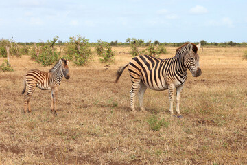 Steppenzebra / Burchell's zebra / Equus quagga burchellii..