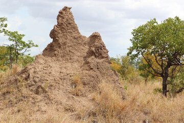 Termitenhügel / Termites' nest /